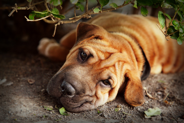 Sharpei